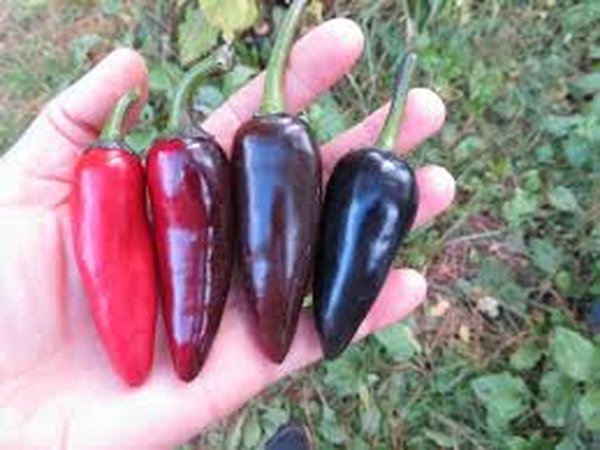 Фиолетовый Халапеньо.