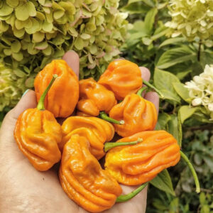 Перец Habanero Mustard