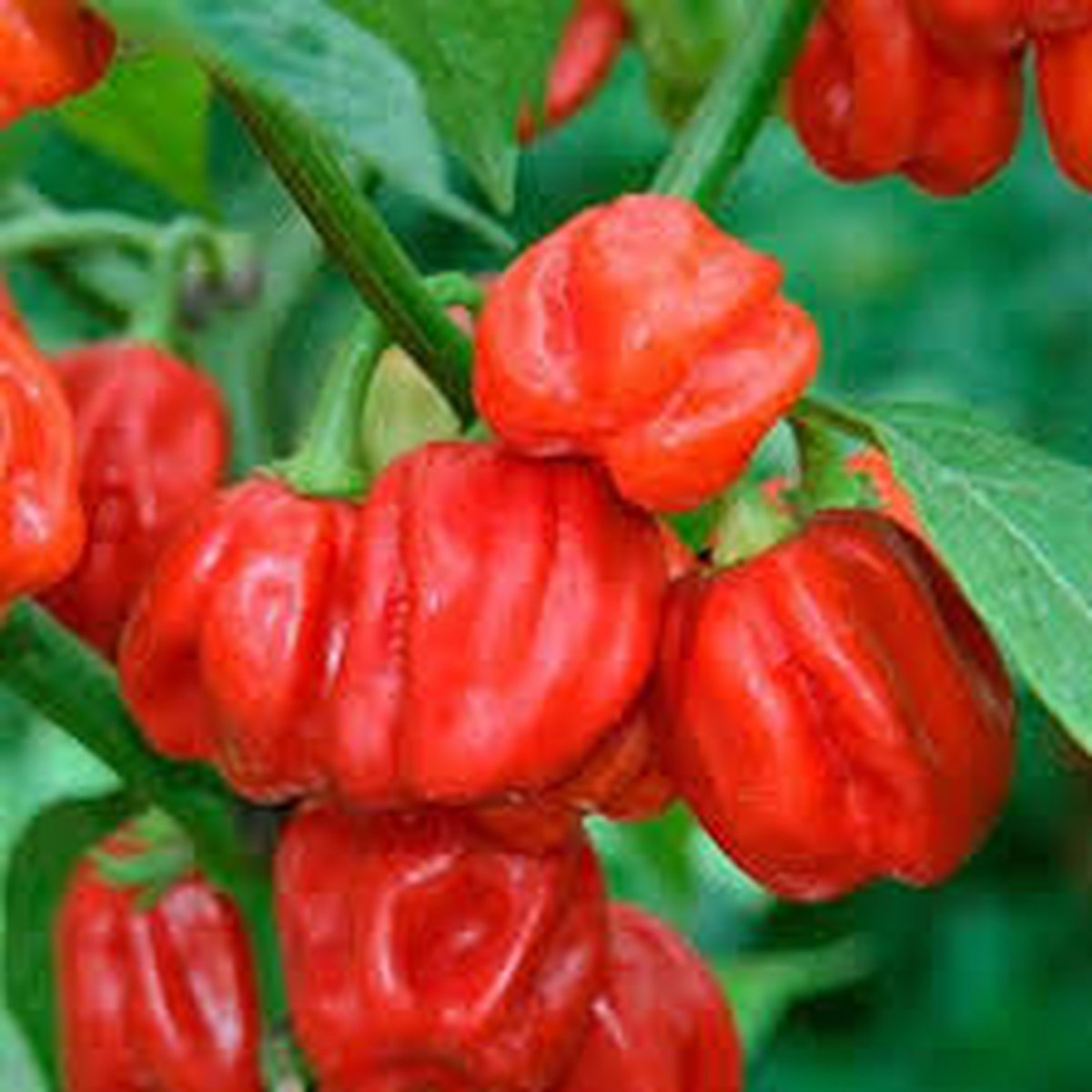 Habanero Red  Хабанеро красный (Capsicum chinense).