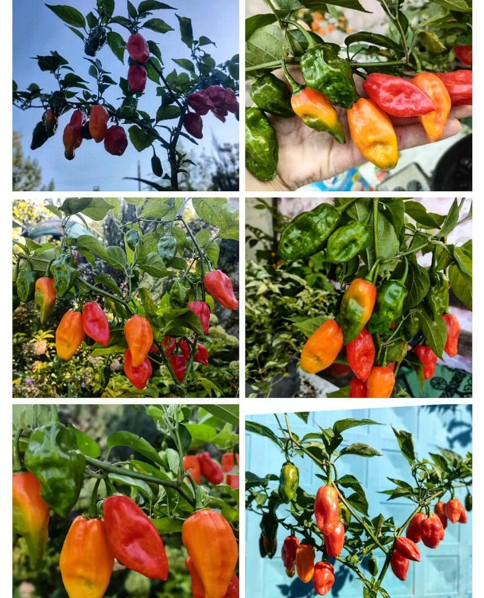 Habanero Zavory