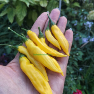 Перец острый Лимон Дроп