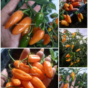 Перец острый Maraba Orange Мараба оранжевая. (Capsicum chinense).