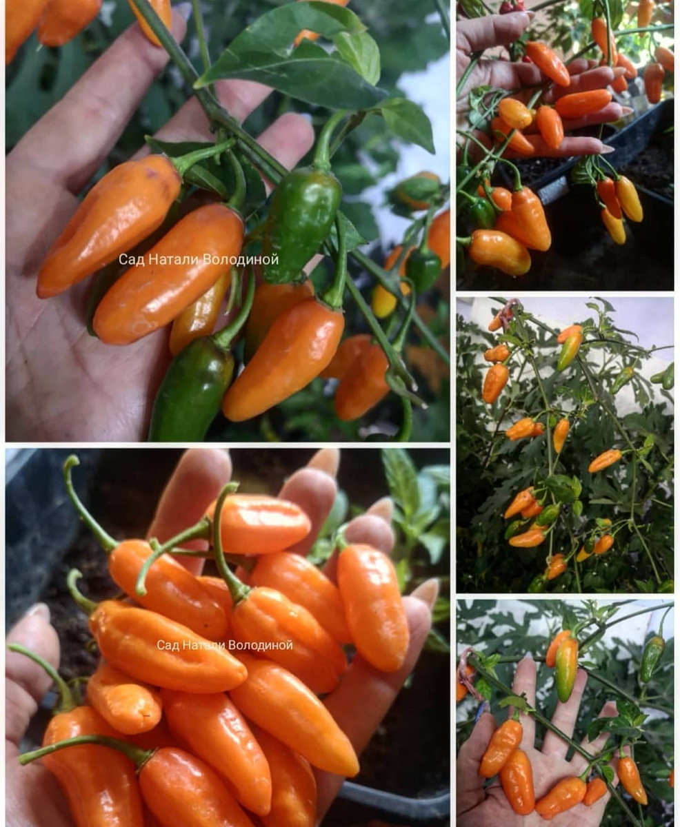 Перец острый Maraba Orange Мараба оранжевая. (Capsicum chinense).