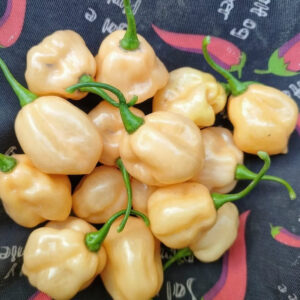 Перец острый Habanero Pastel