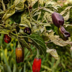 Перец острый пестролистный Триколор(Triсolor Variegata)