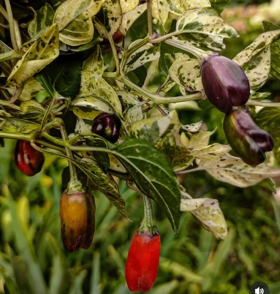 Перец острый пестролистный Триколор(Triсolor Variegata)