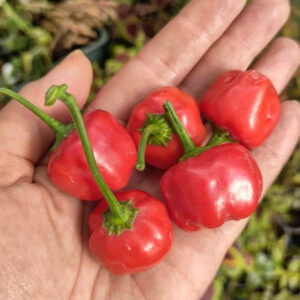 Перец острый pi439410