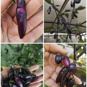 Перец острый Пимента де Неиде (Pimenta de Neyde Pepper)