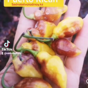 Перец острый Puerto Rican Yellow.Пуэрто Рико Желтый. (Capsicum chinense).