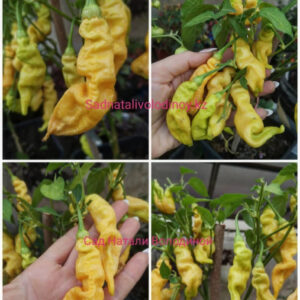 Перец острый Sugar Rush Peach Сахарная лихорадка персиковая. (Capsicum baccatum).