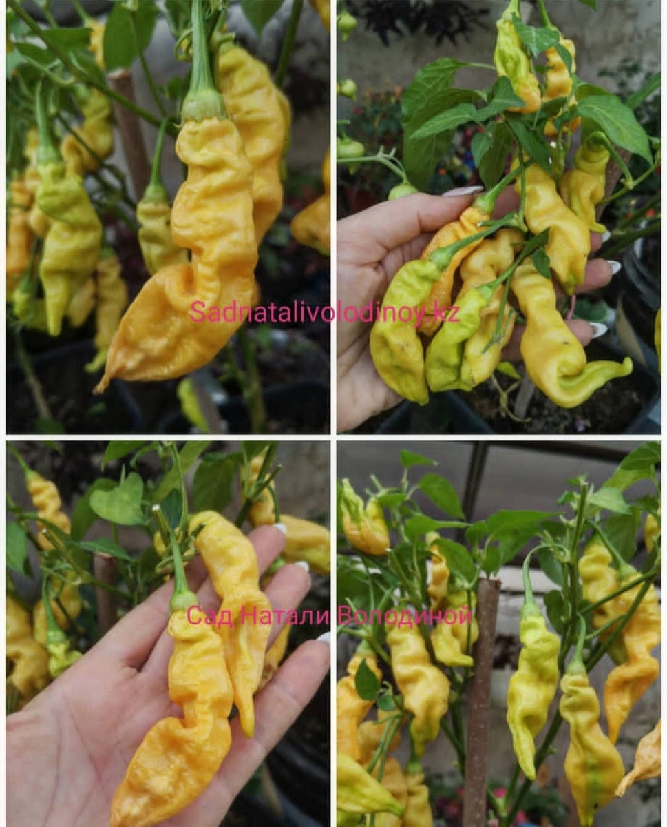 Перец острый Sugar Rush Peach Сахарная лихорадка персиковая. (Capsicum baccatum).