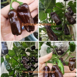 Перец острый Chocolate Habanero Long. Шоколадный длинный Хабанеро