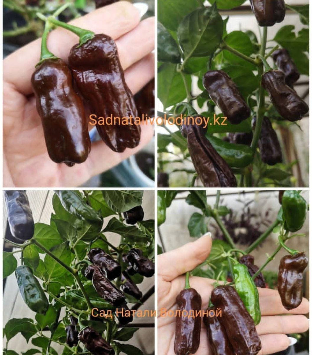Перец острый Chocolate Habanero Long. Шоколадный длинный Хабанеро