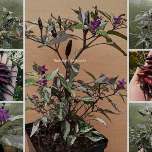 перец Пестролистный Коленкор.