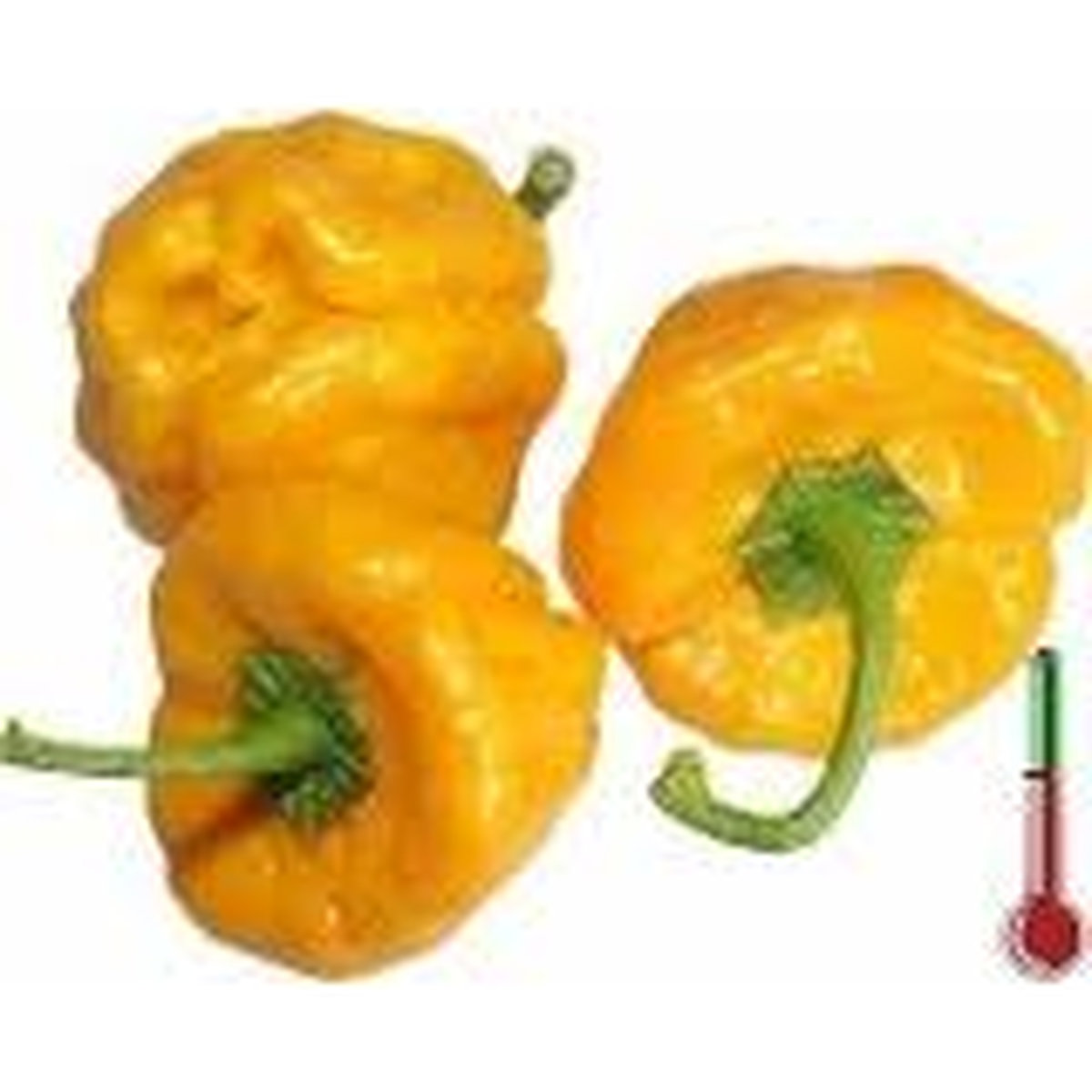 Перец Saco de Velho (Сако де Велхо)