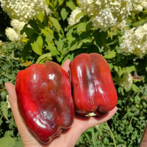 Перец сладкий Большая Берта (Big Bertha)