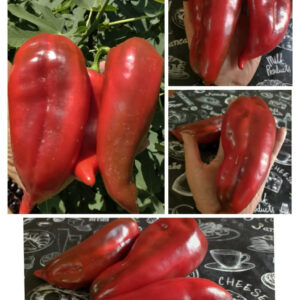 Перец сладкий Д’Артаньян