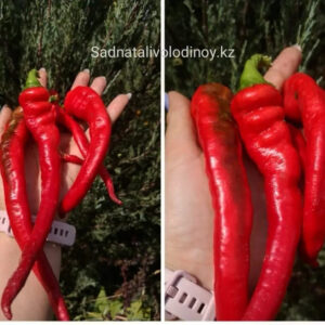 Перец   сладкий Джимми Нарделло.Jimmy Nardello