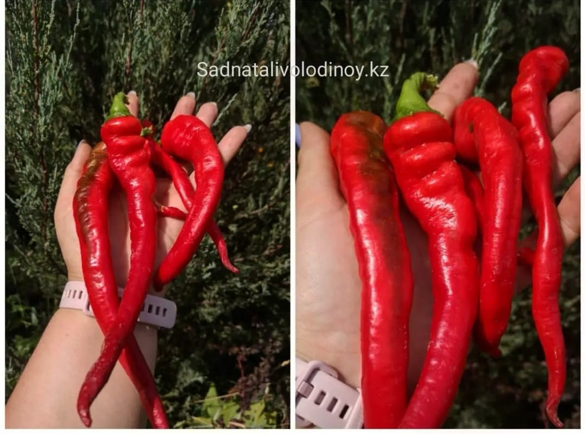 Перец сладкий Джимми Нарделло.Jimmy Nardello