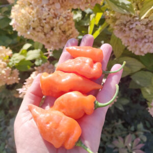 Сладкий Перец Хабанеро Хабанада