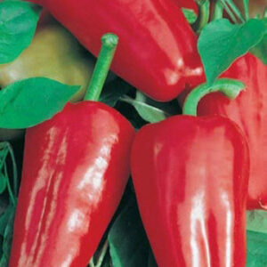 Перец сладкий Ласточка