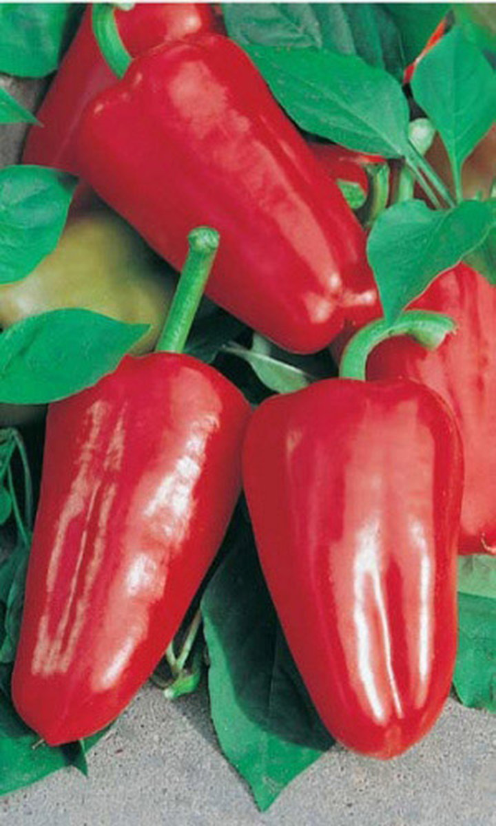 Перец сладкий Ласточка