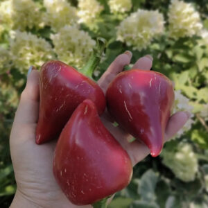 Перец сладкий Леся