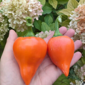 Леся оранжевая