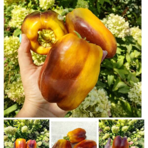 Перец Purple Smudge Gold