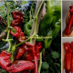 Перец сладкий Рамиро красный