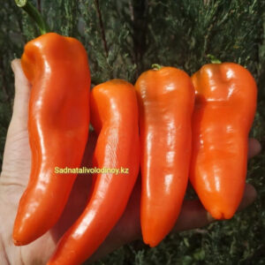 Перец Рамиро оранжевый «Ramiro Orange»