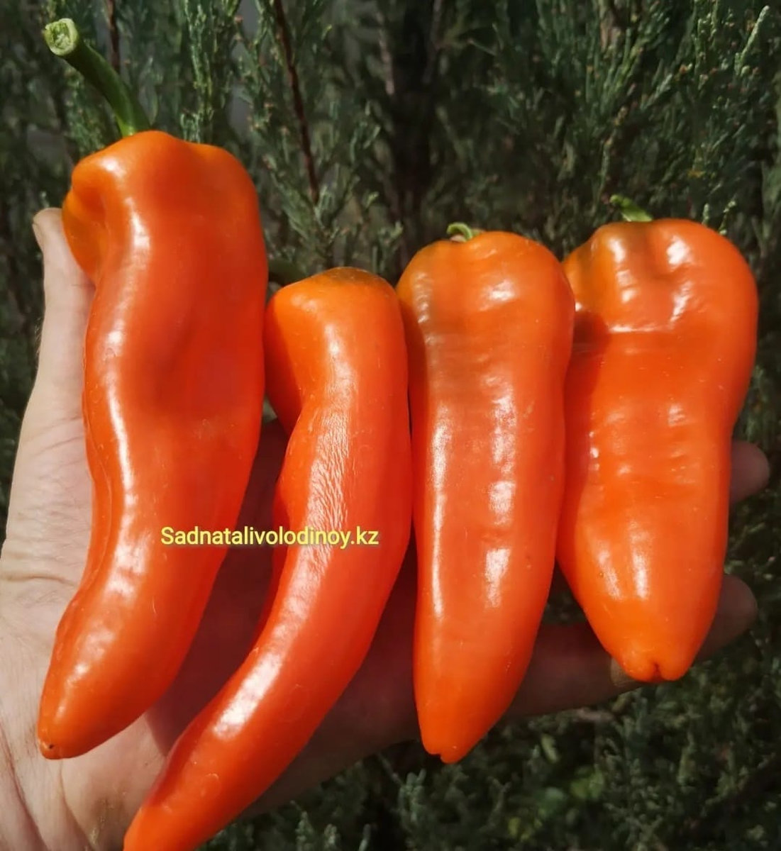 Перец Рамиро оранжевый «Ramiro Orange»