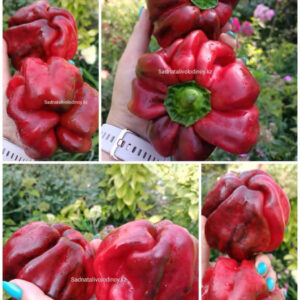 Перец сладкий Шарпей