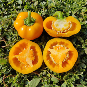 Перец сладкий Ярослав