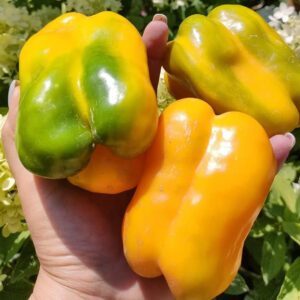 Перец Желтый монстр