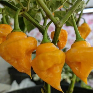 Перец «Тринидад парфюм» (Capsicum Chinense ‘Trinidad Perfume’).