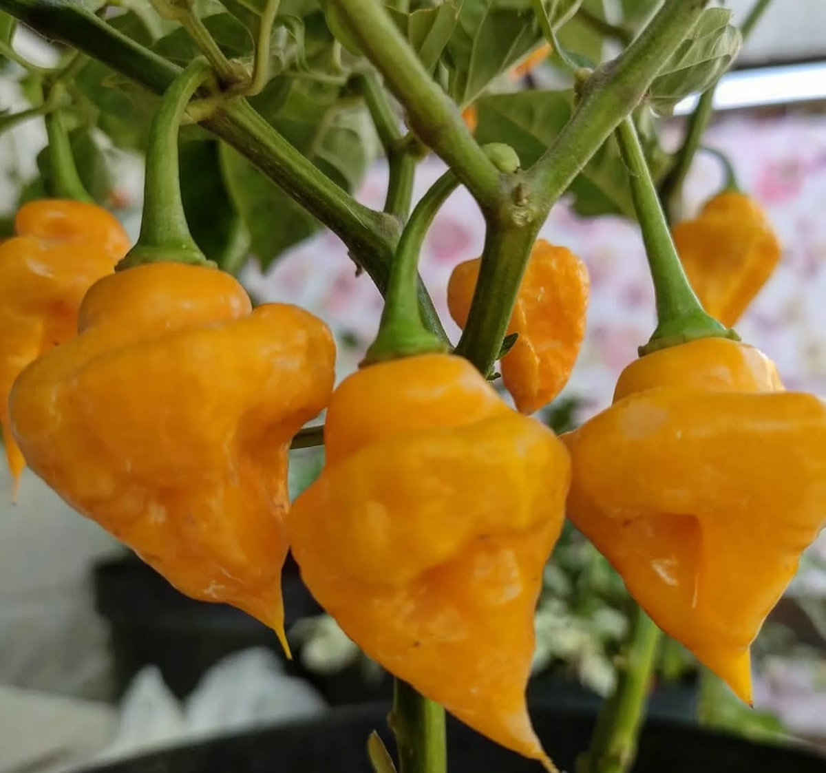 Перец «Тринидад парфюм» (Capsicum Chinense ‘Trinidad Perfume’).