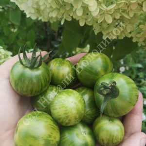 Томат Абраказебра зеленая (Abracazebra Green)