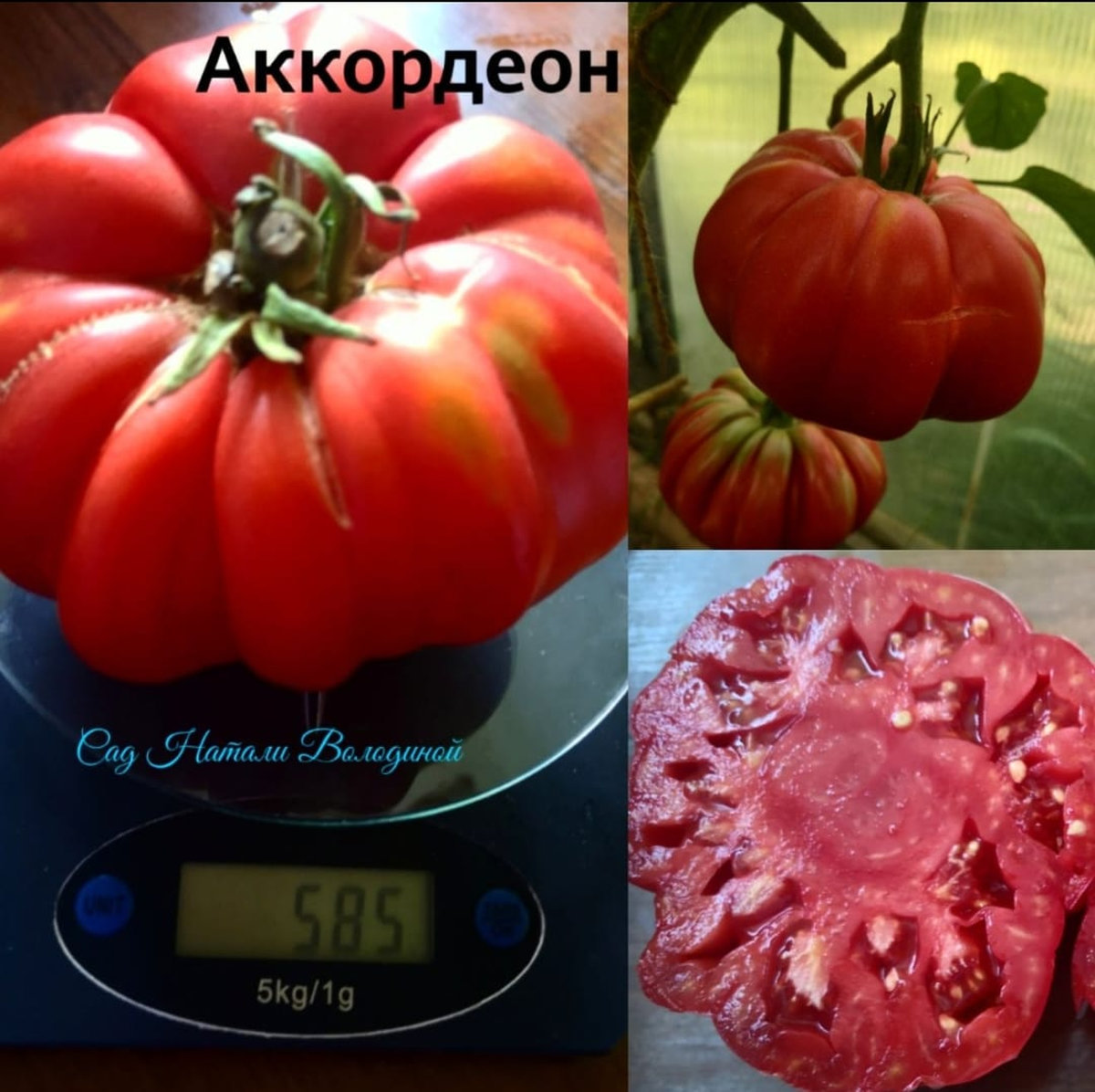 Томат Аккордеон(ACCORDION)