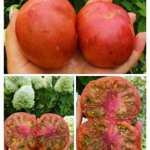 Алматинский триколор ( В.Г.Алифиров)