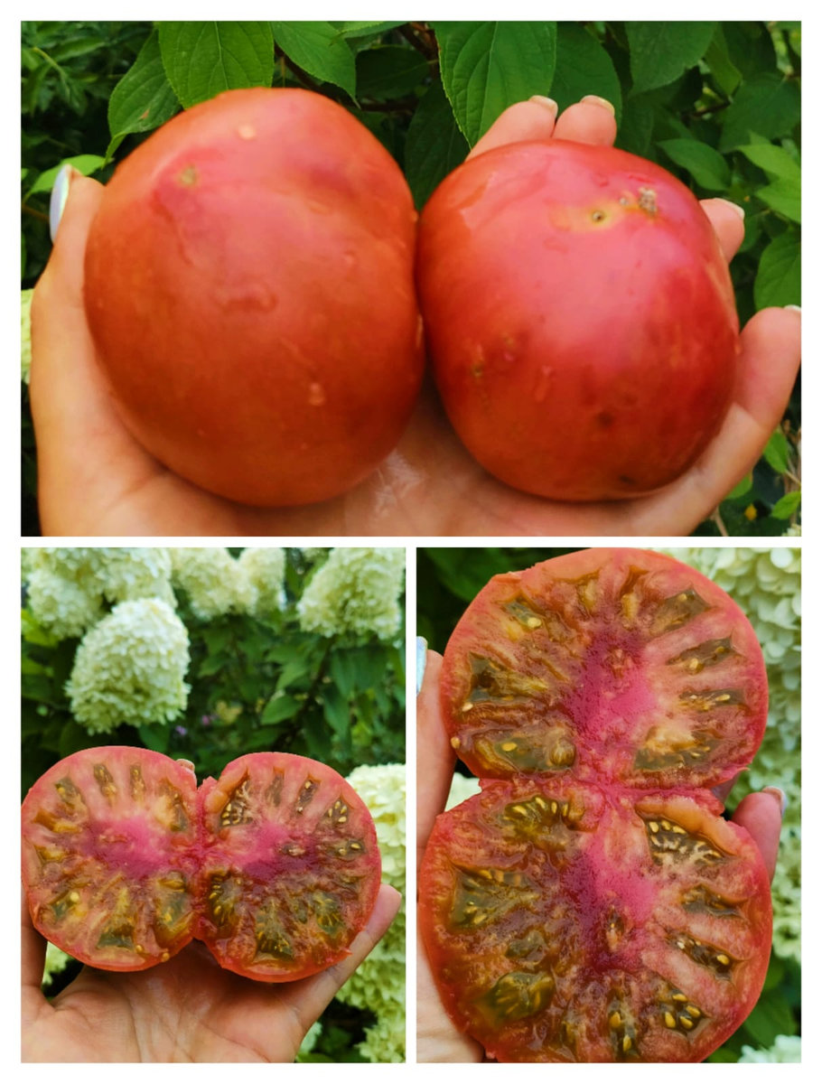 Алматинский триколор ( В.Г.Алифиров)