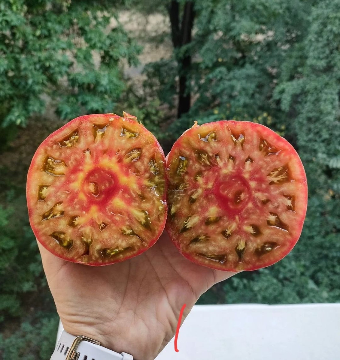 Алматинский триколор ( В.Г.Алифиров)