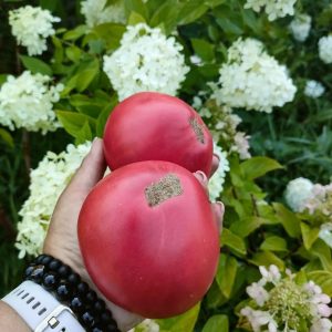 Томат Алтайский ранний