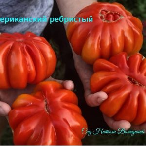Томат Американский ребристый