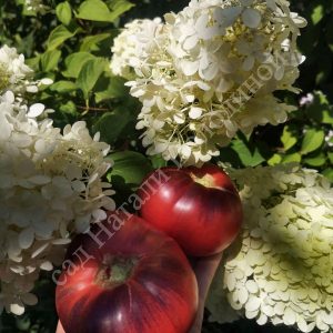 Томат Аметистовая драгоценность