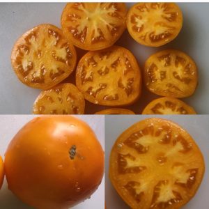 Томат Апельсин