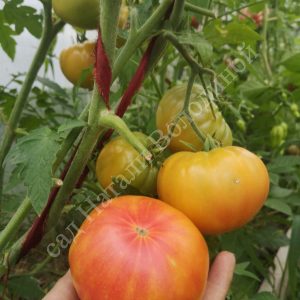 Томат Армянский