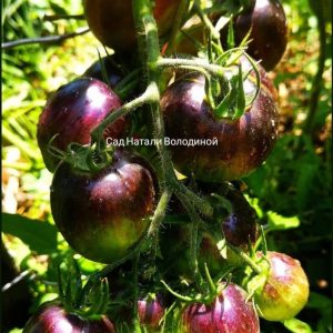 Томат Атомный сплав