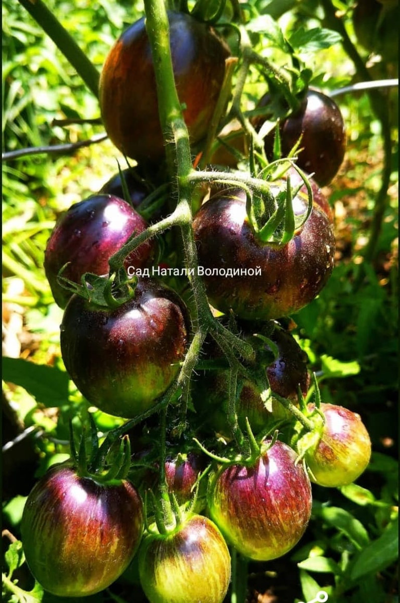 Томат Атомный сплав