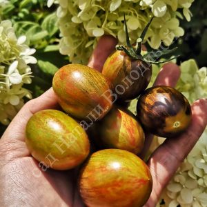 Томат Атомный Виноград Брэда